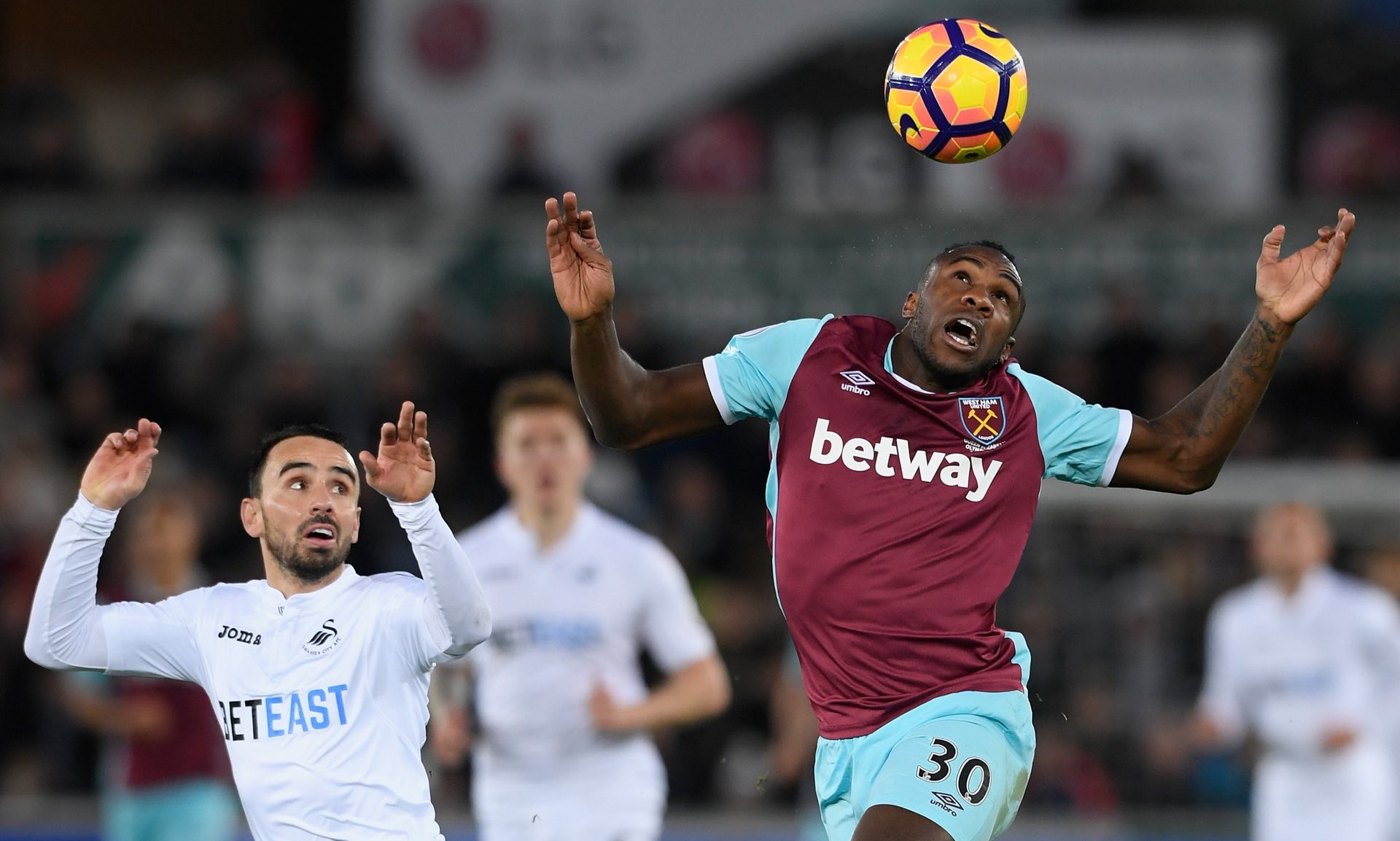 森中的中坚 森中的中坚